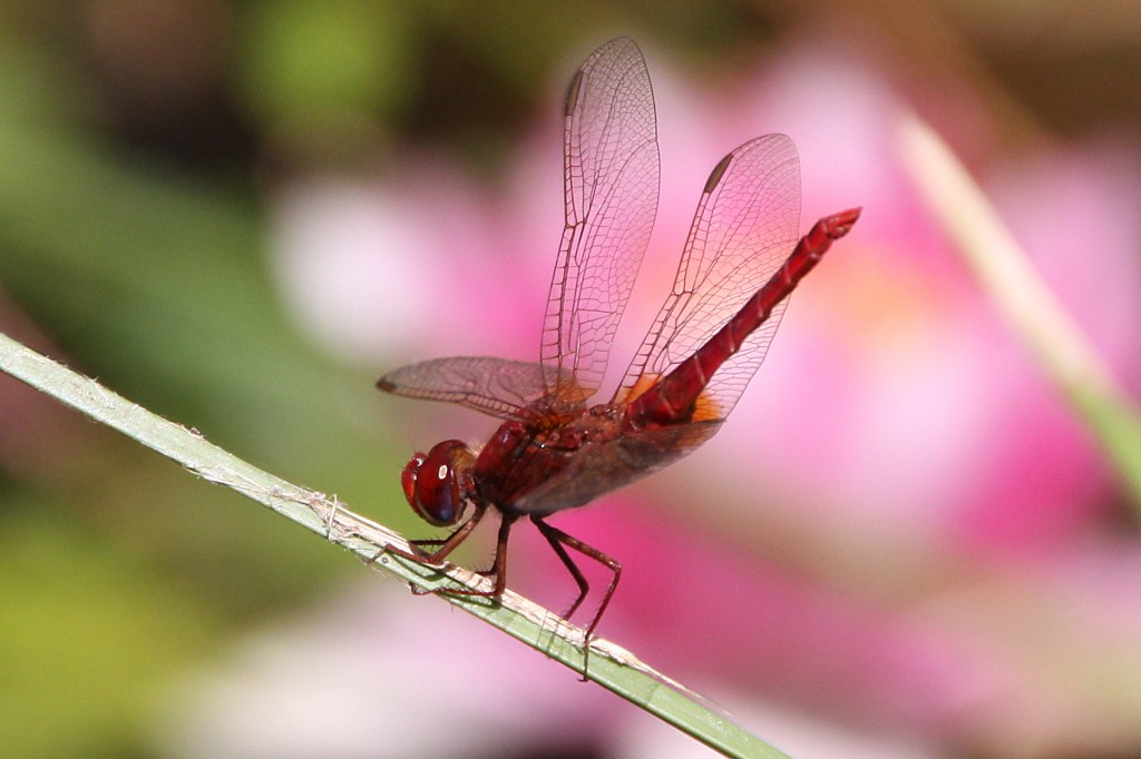 Libellule rouge